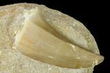 Mosasaur (Mosasaurus) Tooth In Rock - Morocco #152676-1